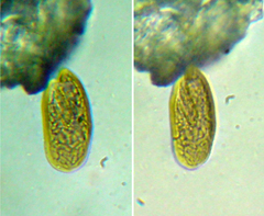 Cryptomonas platyuris