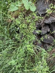 Fumaria parviflora