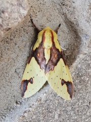 Symphlebia
