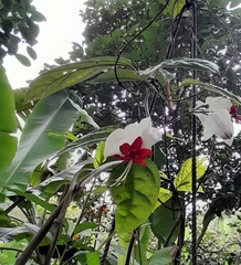 Clerodendrum thomsoniae