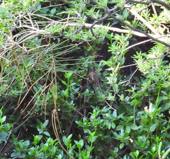 Synallaxis frontalis