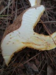 Suillus mediterraneensis