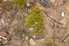 Trichostomum brachydontium