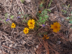 Tagetes tenuifolia