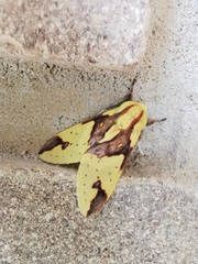 Symphlebia