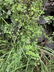 Fumaria parviflora