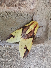 Symphlebia