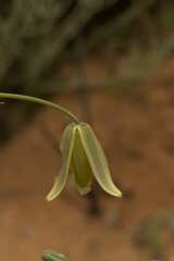 Albuca