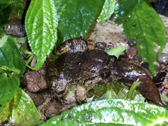 Limnonectes fujianensis