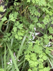 Fumaria parviflora
