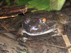 Limnonectes fujianensis