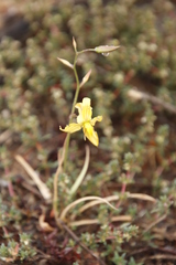 Cyanella lutea lutea