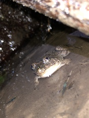 Limnonectes fujianensis