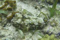 Chilomycterus antennatus