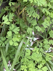 Fumaria parviflora