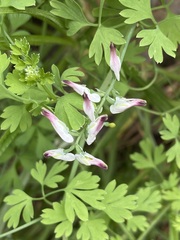 Fumaria parviflora