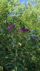Vernonia gigantea