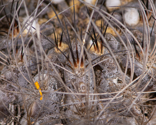 Eriosyce crispa