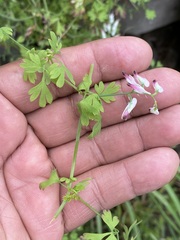 Fumaria parviflora