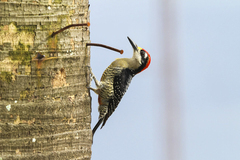 Melanerpes pucherani