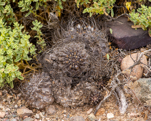 Eriosyce crispa