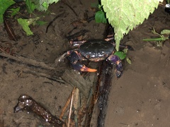 Geothelphusa miyazakii
