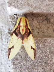 Symphlebia