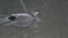 Mareca strepera strepera