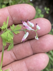 Fumaria parviflora