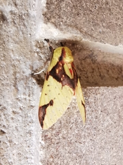 Symphlebia