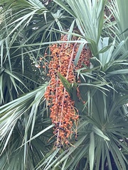 Coryphoideae