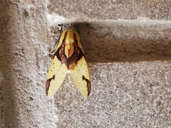 Symphlebia