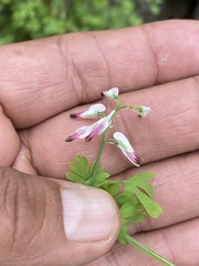 Fumaria parviflora
