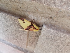 Symphlebia