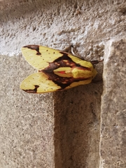 Symphlebia