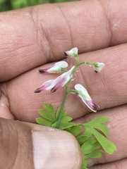 Fumaria parviflora