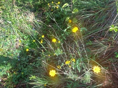 Tagetes tenuifolia
