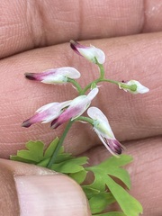 Fumaria parviflora