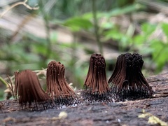 Stemonitis