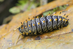 Battus polydamas