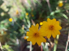 Tagetes tenuifolia