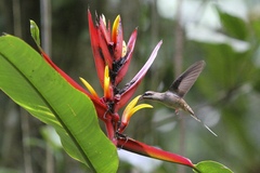 Phaethornis longirostris