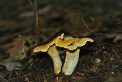 Cantharellus