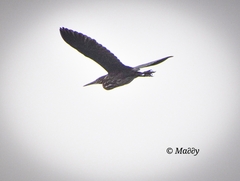 Ixobrychus flavicollis