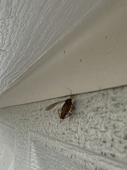Ectobius pallidus