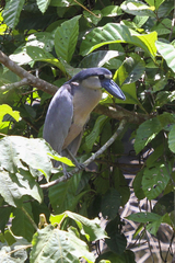 Cochlearius cochlearius