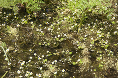 Batrachium