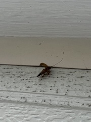 Ectobius pallidus