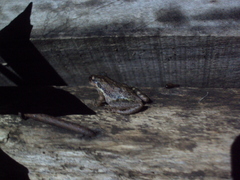 Scinax granulatus