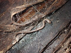 Batrachoseps nigriventris